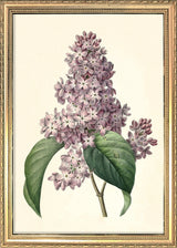 Syringa Vulgaris