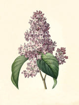 Syringa Vulgaris - Outlet