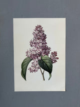 Syringa Vulgaris - Outlet