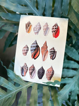 Twelve Multi Colored Sea Shells. Mini Print