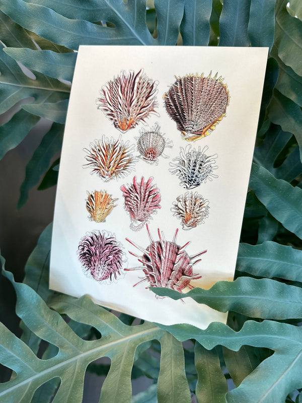 Ten Spiked Sea Shells. Mini Print