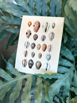 Twenty One Spotted Sea Shells. Mini Print