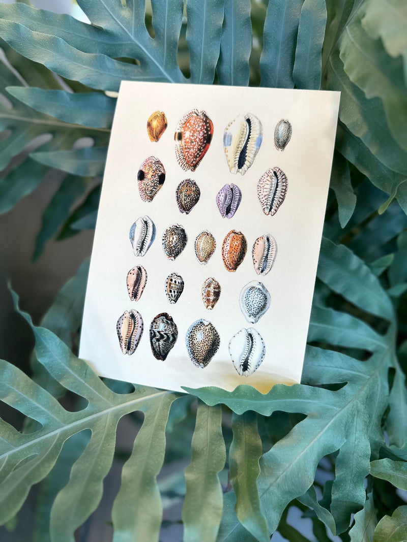 Twenty One Spotted Sea Shells. Mini Print