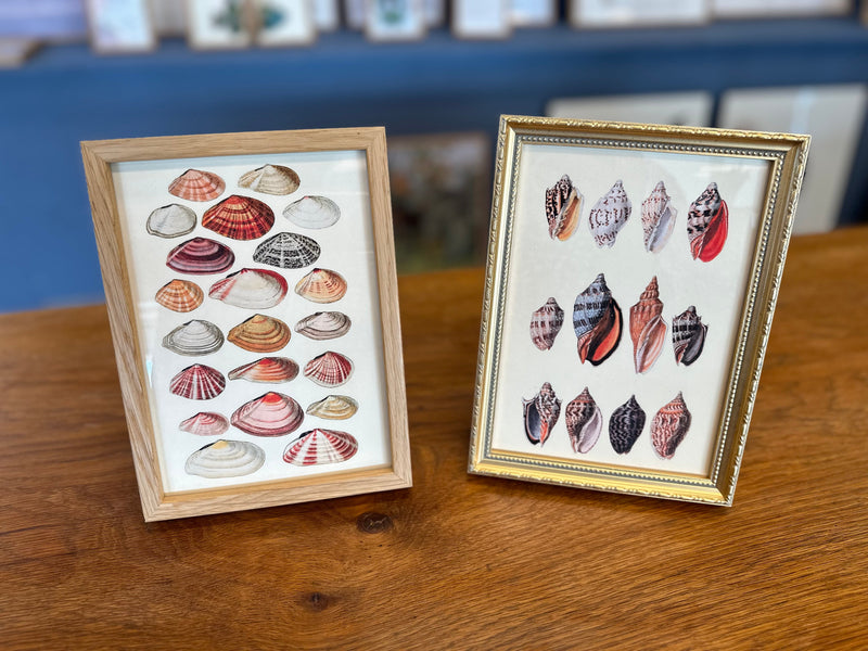 Twelve Multi Colored Sea Shells. Mini Print