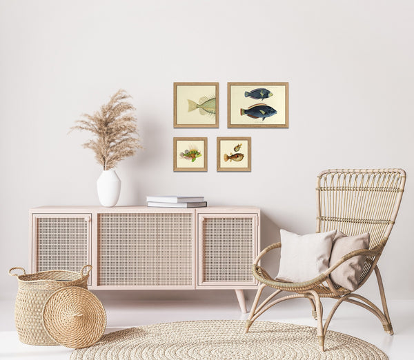 Gold Spot Rabbitfish (Teuthis Striolata) Tail. Mini Print