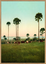 Cabbage Palms of Illawarra, Australia