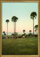 Cabbage Palms of Illawarra, Australia