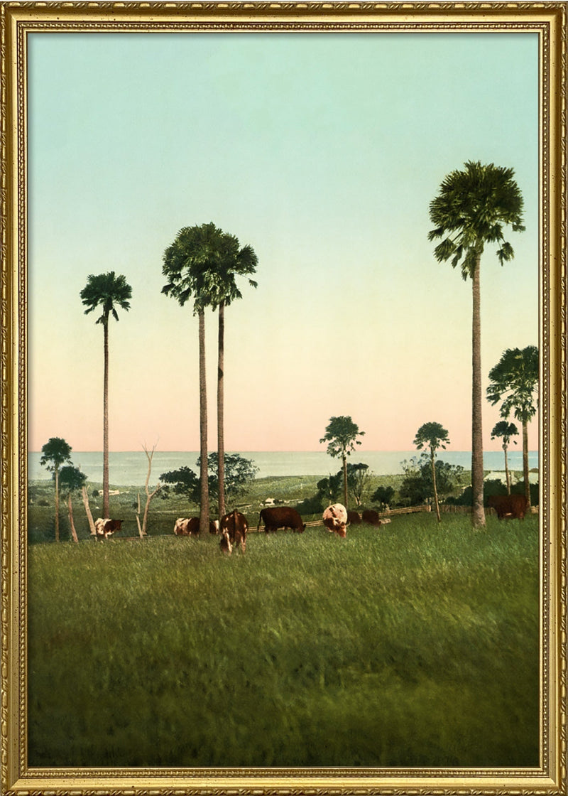 Cabbage Palms of Illawarra, Australia