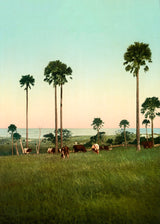 Cabbage Palms of Illawarra, Australia