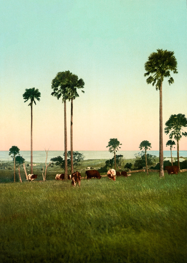 Cabbage Palms of Illawarra, Australia