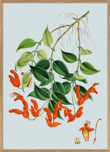 Aeschynanthus Peelii