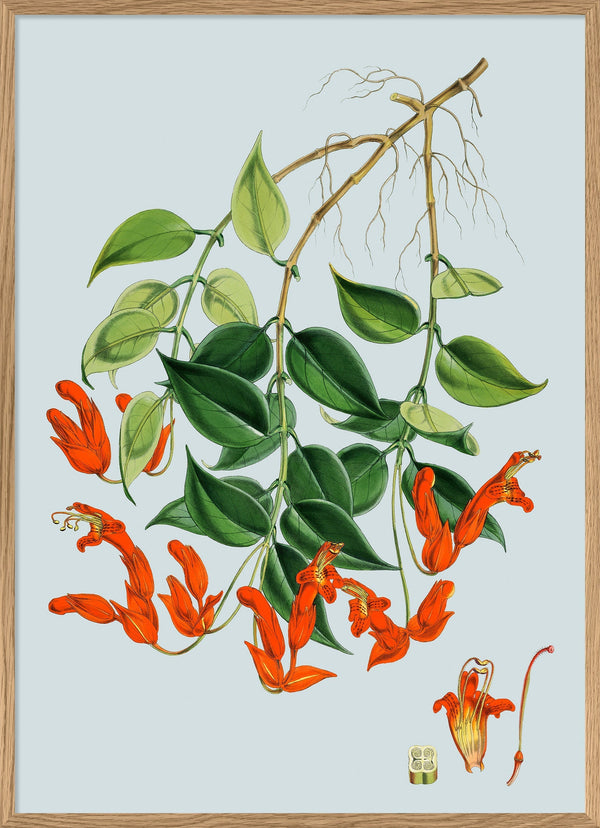 Aeschynanthus Peelii