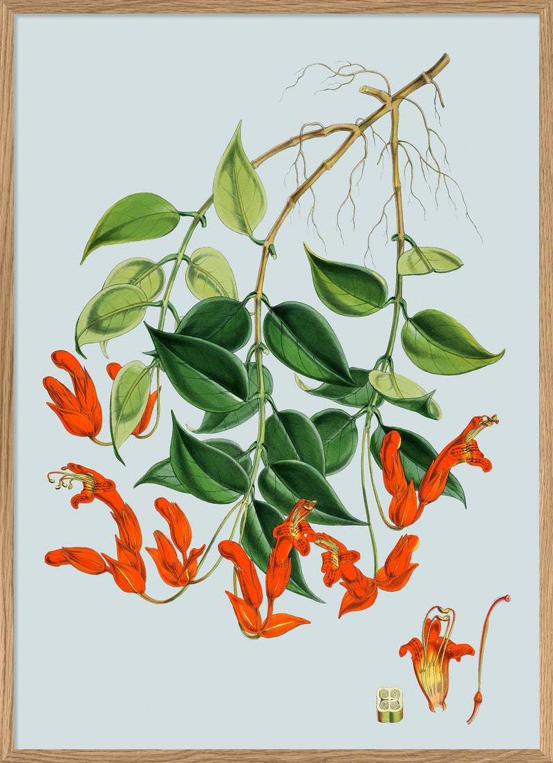 Aeschynanthus Peelii