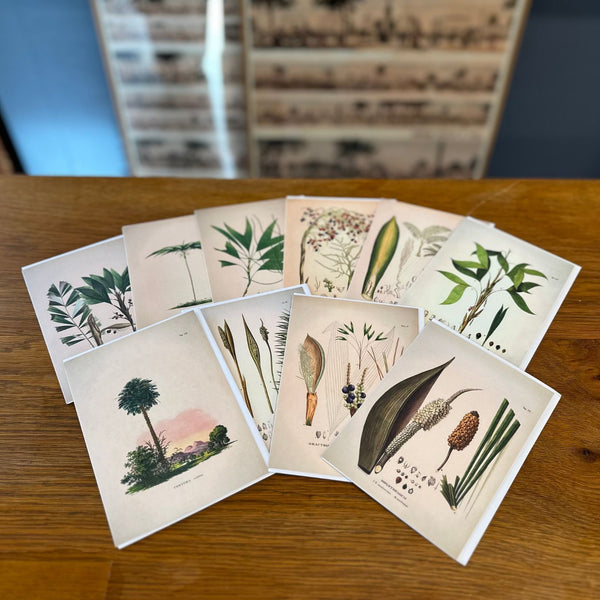 Sæt med 10 Botaniske Palme kort