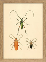 Three Beetles. Mini Print