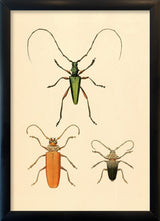 Three Beetles. Mini Print