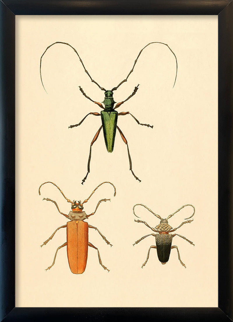 Three Beetles. Mini Print
