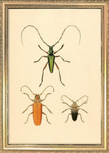 Three Beetles. Mini Print