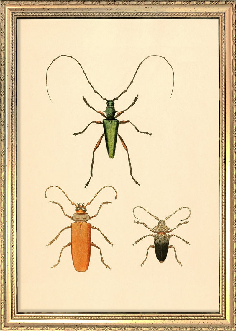 Three Beetles. Mini Print