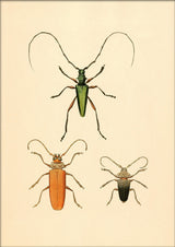 Three Beetles. Mini Print