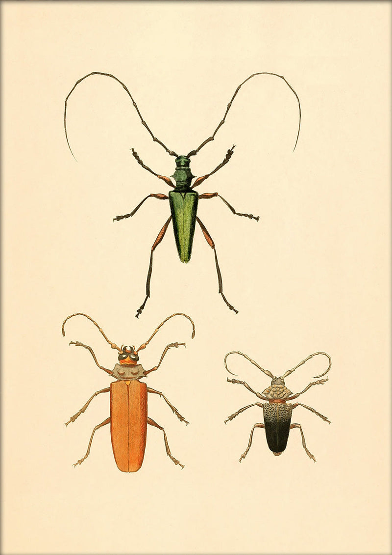 Three Beetles. Mini Print