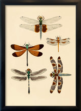 Five Dragonflies. Mini Print