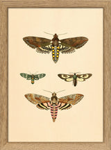 Four Moths. Mini Print