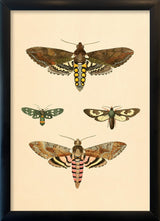 Four Moths. Mini Print