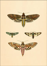 Four Moths. Mini Print