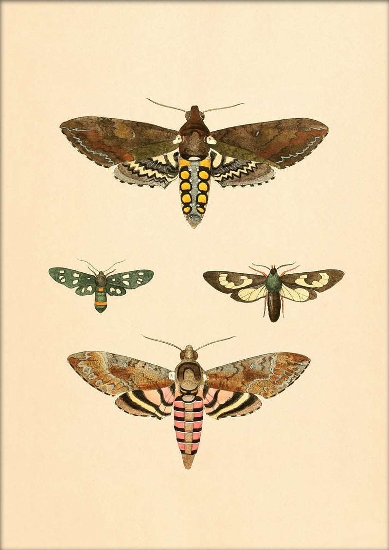 Four Moths. Mini Print