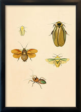Four Insects in Yellow Hues. Mini Print