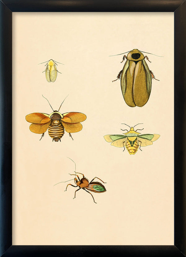 Four Insects in Yellow Hues. Mini Print