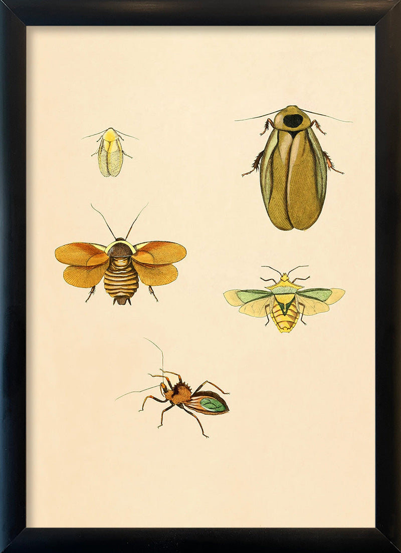 Four Insects in Yellow Hues. Mini Print
