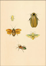 Four Insects in Yellow Hues. Mini Print