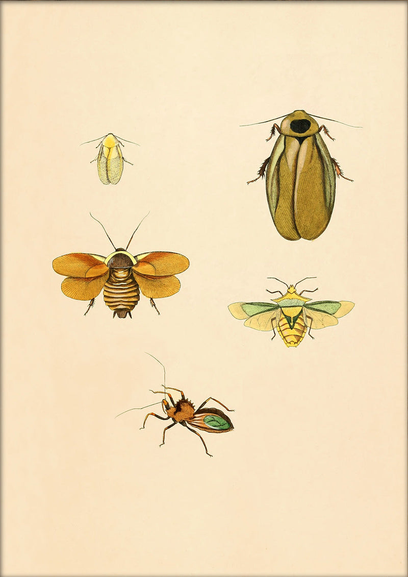 Four Insects in Yellow Hues. Mini Print
