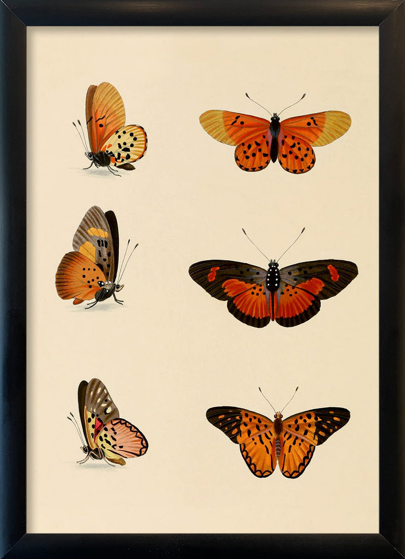 Six Orange and Red Butterflies. Mini Print