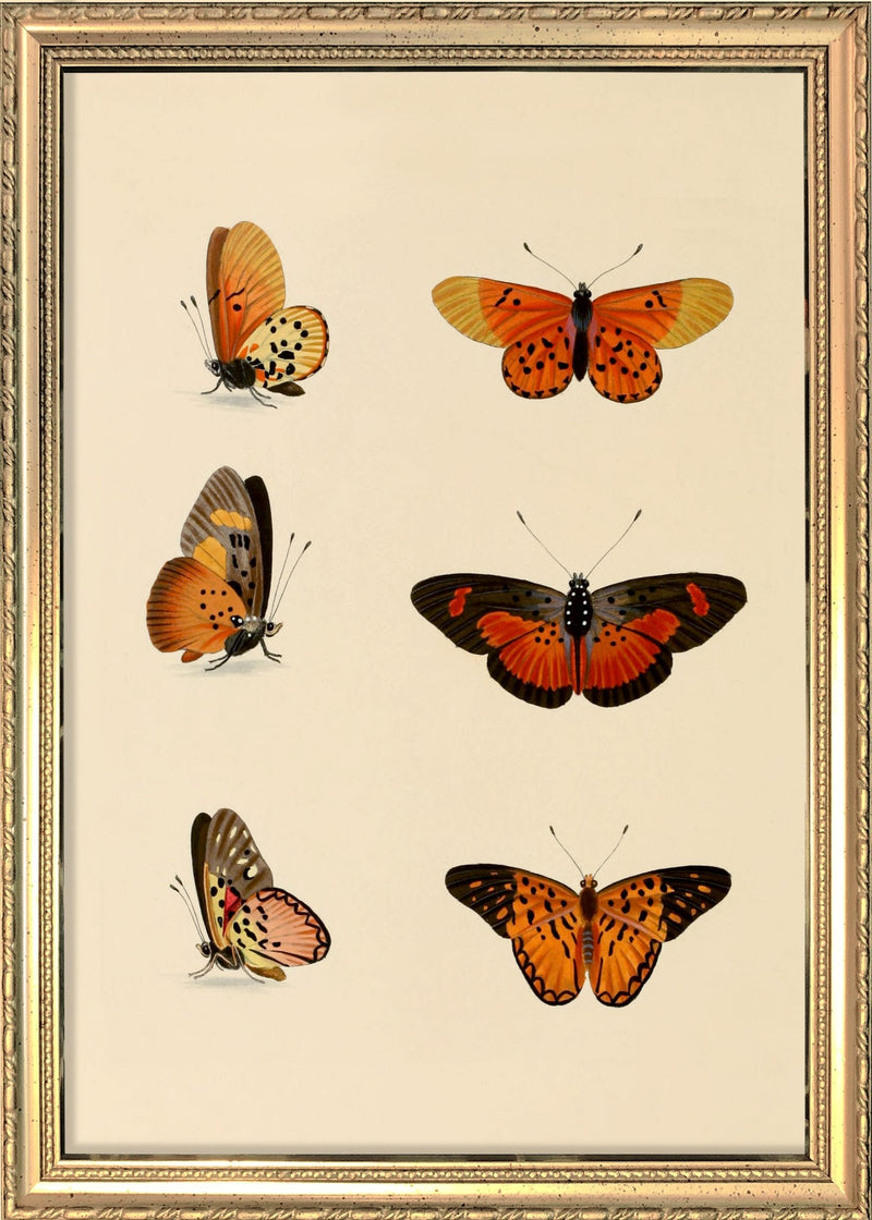 Six Orange and Red Butterflies. Mini Print