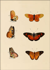 Six Orange and Red Butterflies. Mini Print