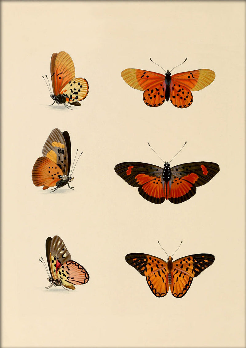 Six Orange and Red Butterflies. Mini Print