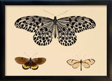 Three Butterflies. Mini Print