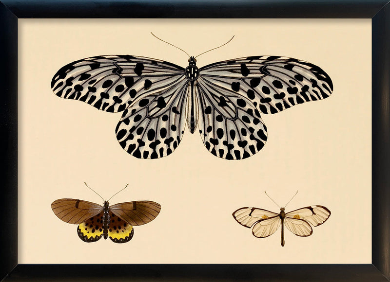 Three Butterflies. Mini Print