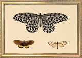 Three Butterflies. Mini Print