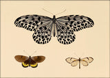 Three Butterflies. Mini Print