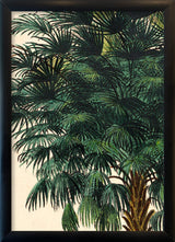 Corypha Cerifera Close Up. Mini Print