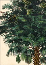 Corypha Cerifera Close Up. Mini Print
