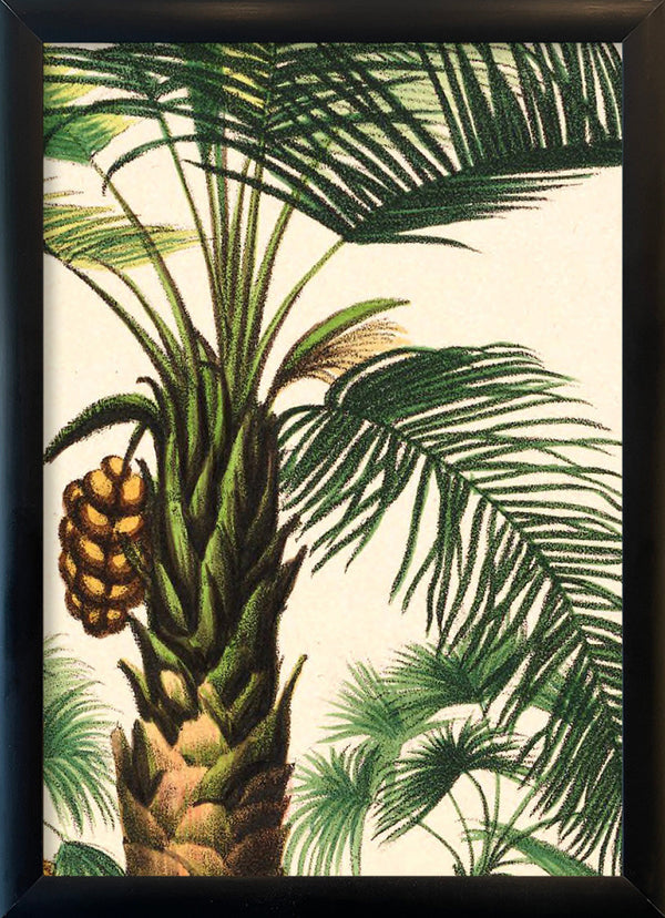 Attalea Compta Close Up. Mini Print