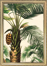 Attalea Compta Close Up. Mini Print