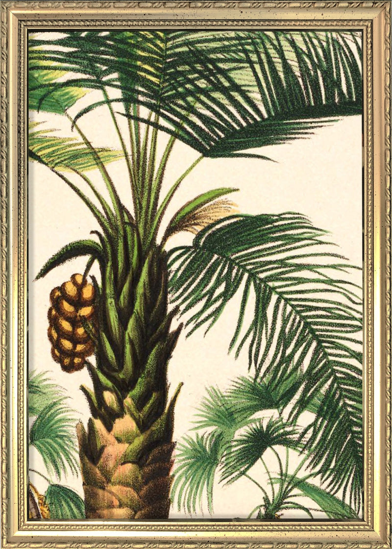 Attalea Compta Close Up. Mini Print