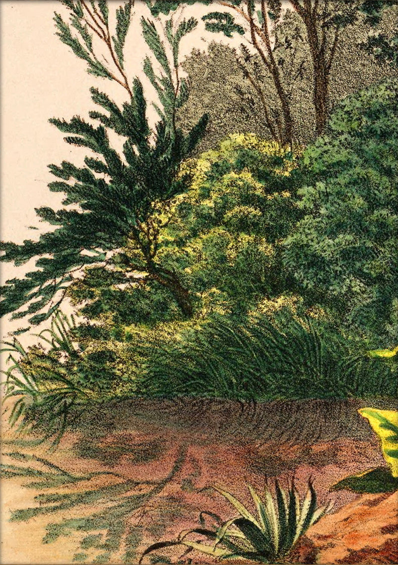 Mauritia Aculeata Close Up. Mini Print