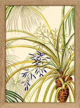 Livistona Inermis Close Up. Mini Print